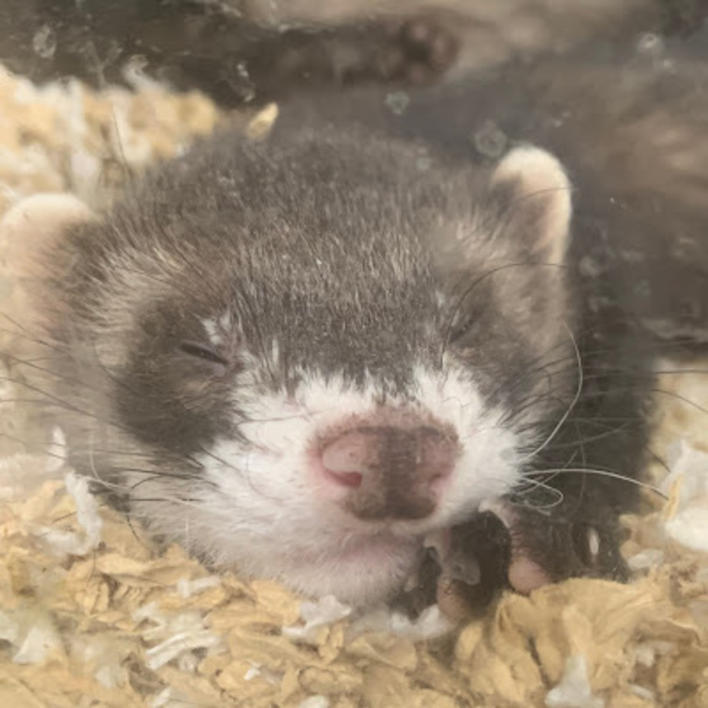 Meet your Posher, R0b1n